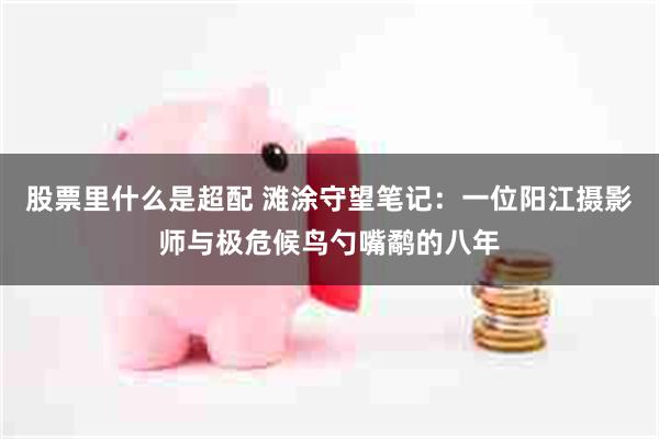股票里什么是超配 滩涂守望笔记：一位阳江摄影师与极危候鸟勺嘴鹬的八年