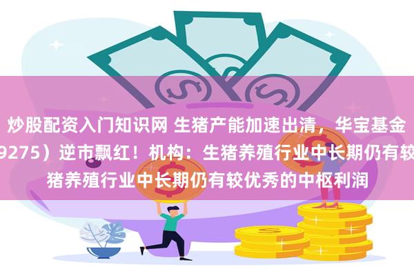炒股配资入门知识网 生猪产能加速出清，华宝基金农牧渔ETF（159275）逆市飘红！机构：生猪养殖行业中长期仍有较优秀的中枢利润
